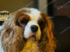 Beautiful cavalier King Charles bitch