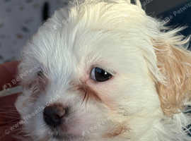 Jaffa hypoallergenic