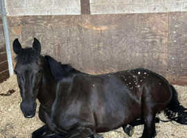 14hh (ish) blak mare