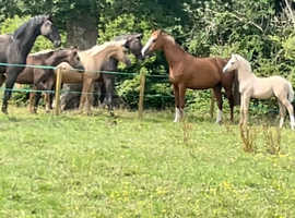Broodmare 16.1hh Hanovarian 14 yrs