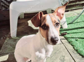 Jackrussel