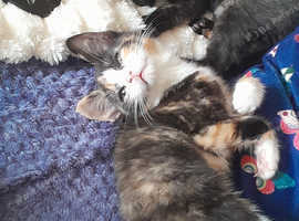 Kittens for sale