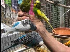 Hand Tamed Budgies For Sale In 4 Colours Going Quick!