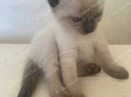 3 Birman kittens