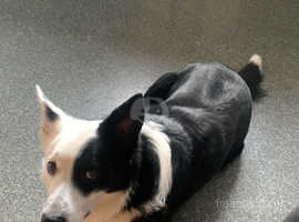 Stunning male border collie 3yrs old