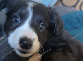 Beautiful girl sprollie