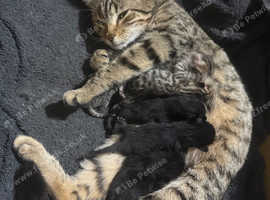 Baby kittens