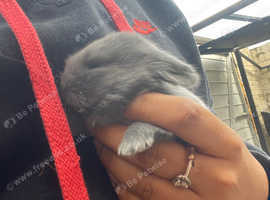 Baby mini lops for sale