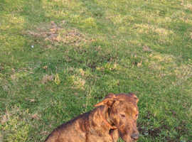 Doberman x