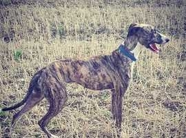 Lurcher In Hu12 Pets For Sale Rehome Freeads