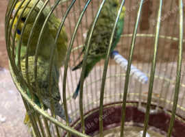 Budgies for sale