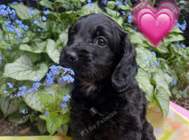 !REDUCED! Cockapoo x patterdale puppies Girl remaining