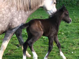 Mulfraen Proffwyd
