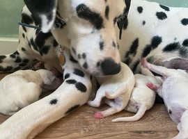 8 beautiful puppies