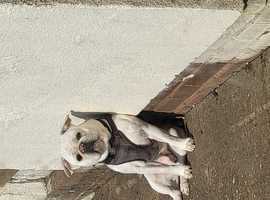 4year old frug