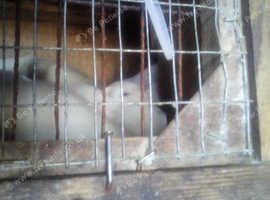 Young ferrets?