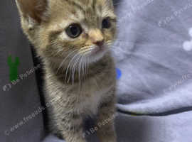 Last baby boy Rare Selkirk Rex Scottish folds
