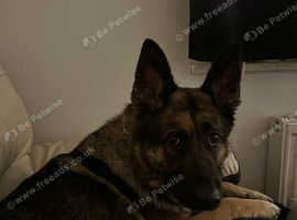 German shepherd best sale rescue gloucestershire