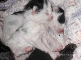 Long haired Mainecoon Cross Kittens Male And Female