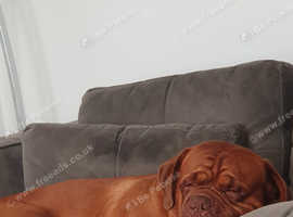 Dogue de Bordeaux pair