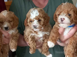 Top Quality jackapoo puppies ready now!!