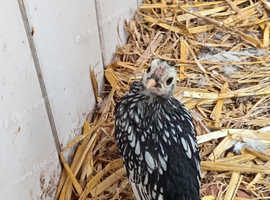 Sebright Cockerel