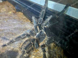 Lasiodora parahybana adult female tarantula