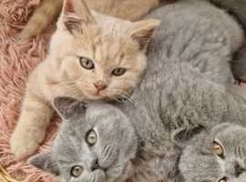 Stunning British Shorthair Kittens