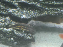 Fire eel