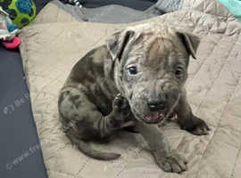 Staffy x pups