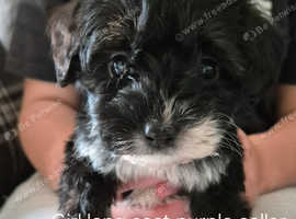 Jackapoo puppies ready to leave now