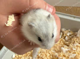 Russian dwarf hamster For sale