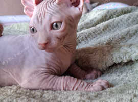 Only 2 left Sphynx kittens