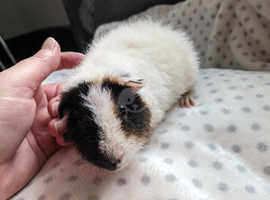 Guinea pigs for cheap sale west yorkshire