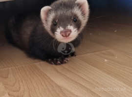 Male ferret for breed