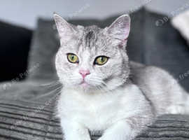 Two female British shorthairs