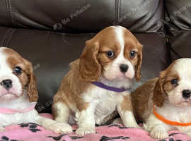 Cavalier King Charles puppies