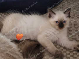 Last 2 kittens are looking for forever homes