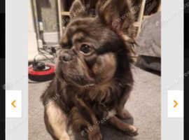 Fluffy French Bulldog