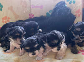 Three Morkie puppies