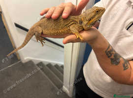2year old female bearded dragon