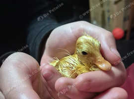 Runner duck hatching eggs