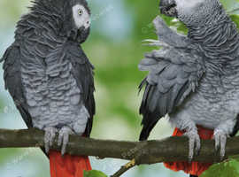 African grey wanted