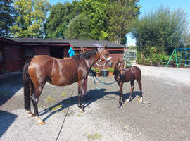 Wpb filly re listed due to timewaster