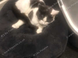 girl kitten