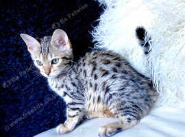 Large Savannah male