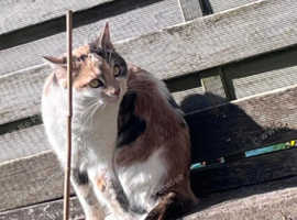 Missing in Caerphilly