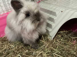 Lovely lionhead girl