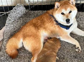 Shiba Inu puppy