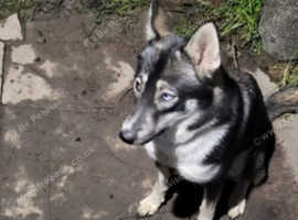 Female huskita